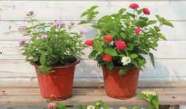 镖人最新情报爆料视频大全,视频大全深度解析