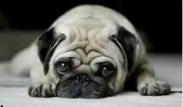 巴哥最新爆料新闻事件,最新热点事件背后真相曝光